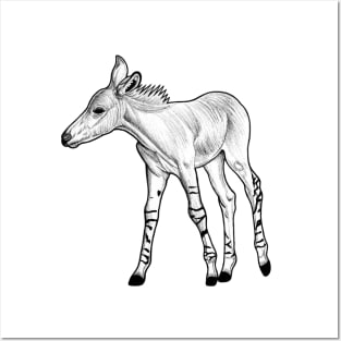 Somali wild ass foal - ink illustration Posters and Art